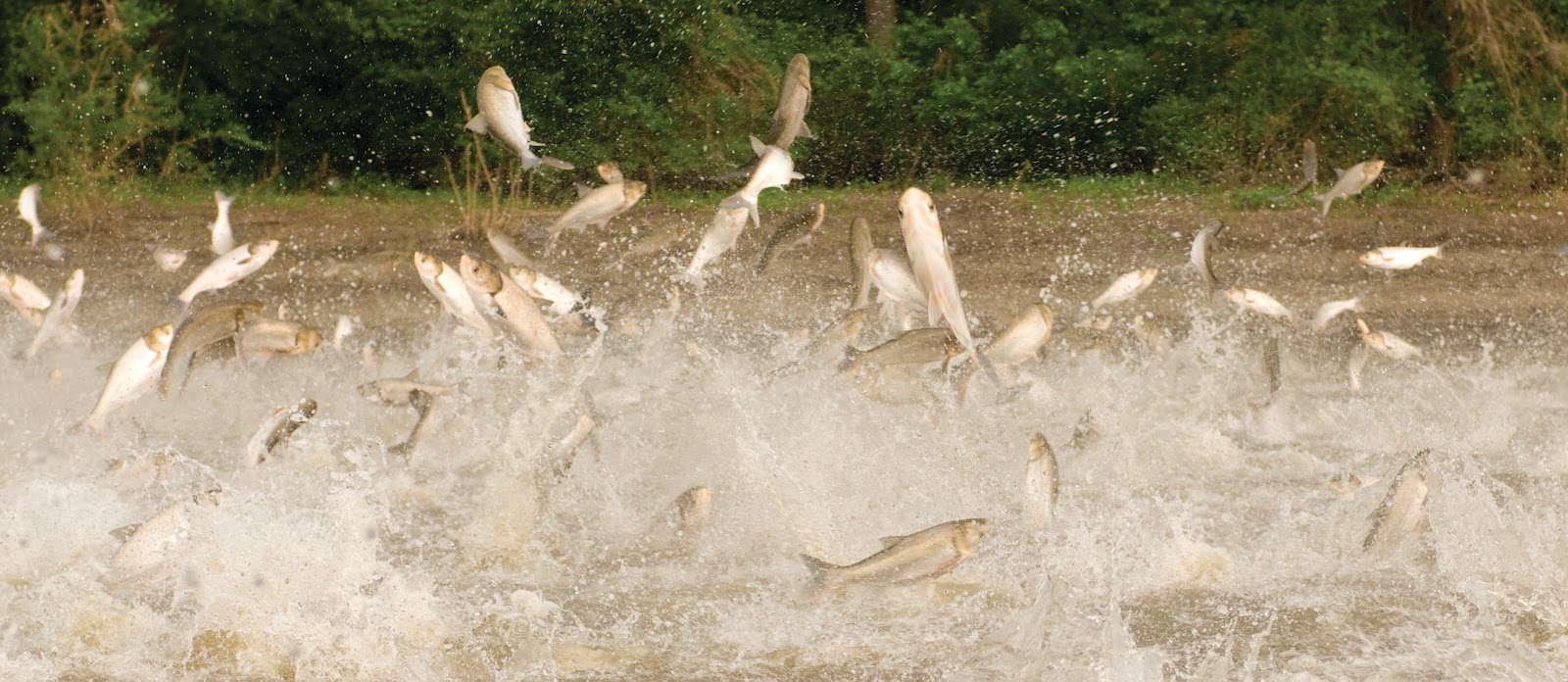 This asian carp lawsuit date filed sorry, that Asian carp lawsuit date filed apologise, but